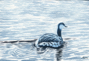 goose swimming in the water